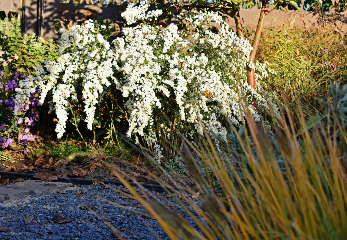 Астра вересковидная