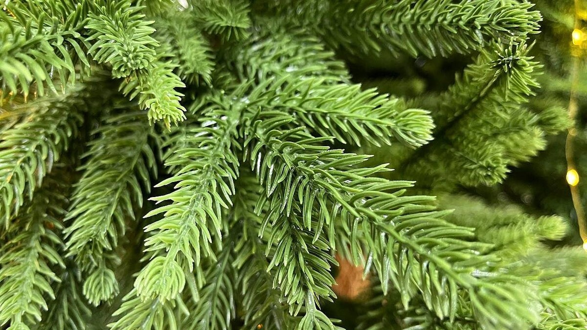    Фото: телеканал «Краснодар»