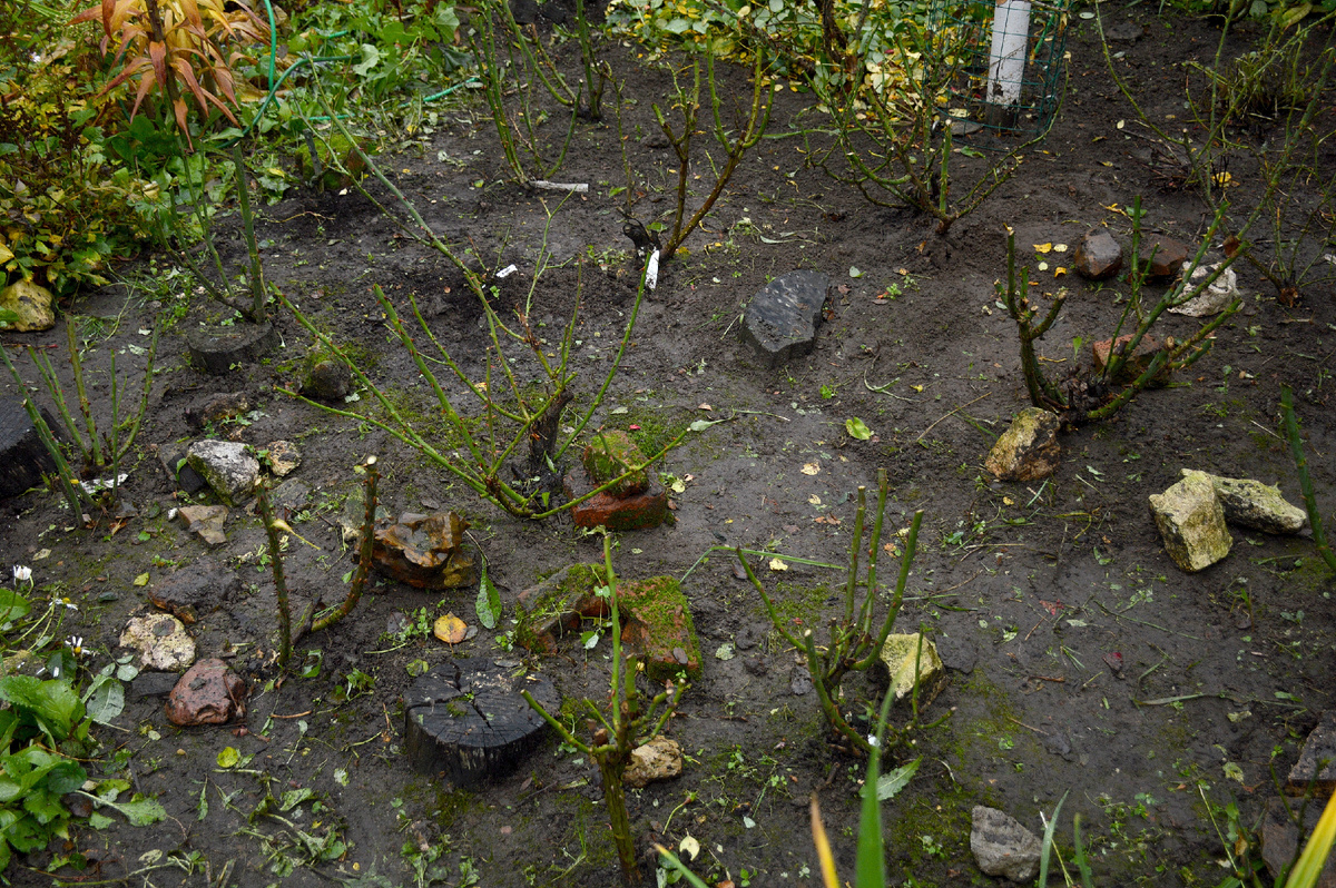 Все фотографии в статье мои