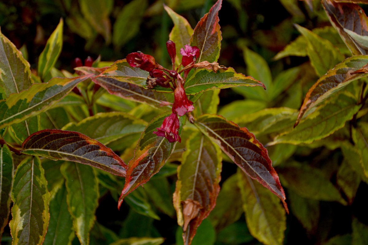 Очень разноцветная цветущая октябрьская вейгела