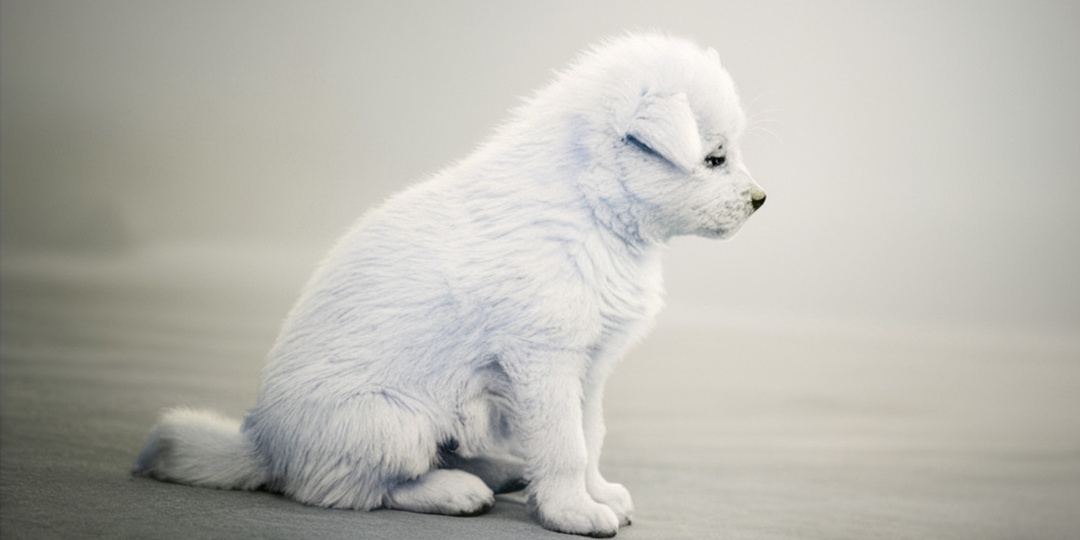 Усыновите меня, пожалуйста