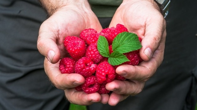 Испытал новый метод выращивания ремонтантной малины. Урожай удвоился