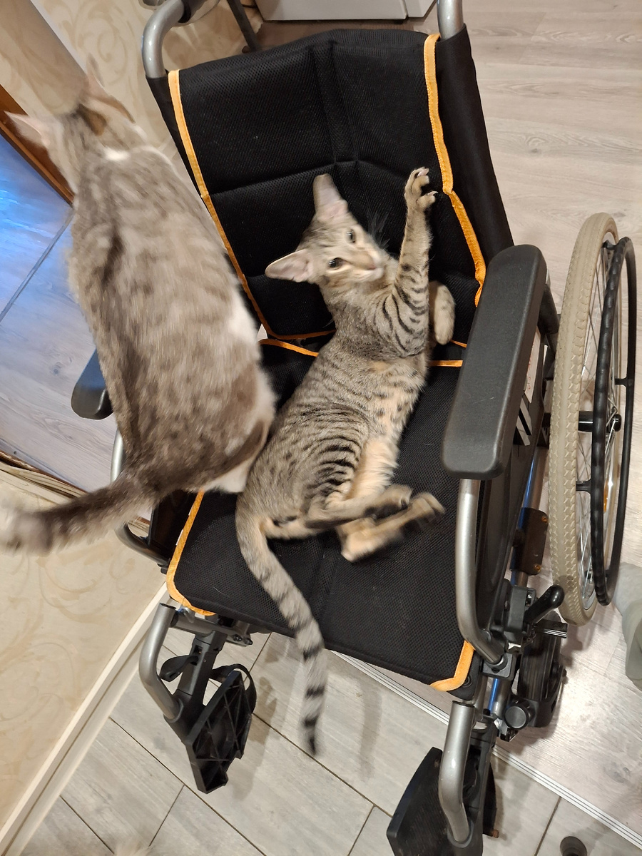 В коляске только котам удобно 