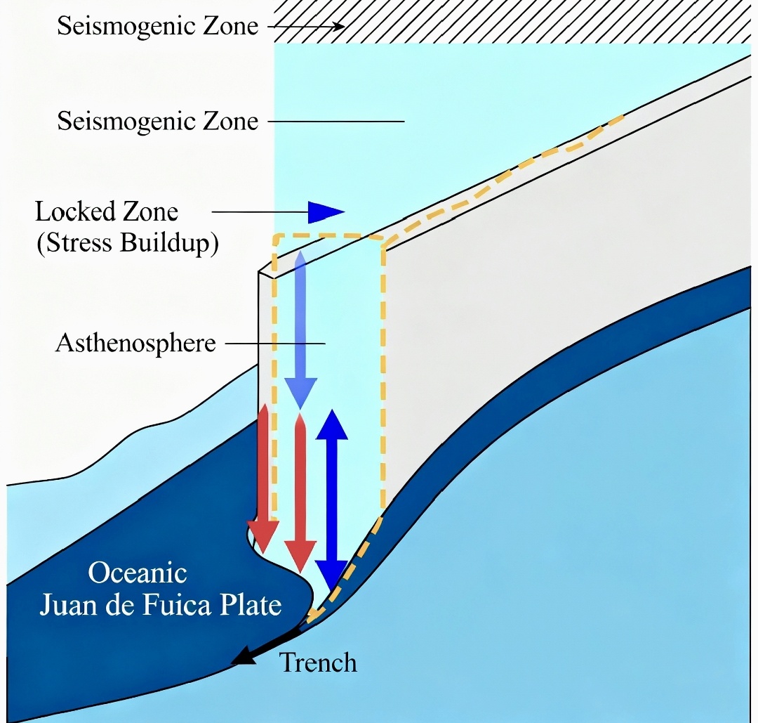 Схематическая диаграмма, показывающая, как океаническая плита (Хуан-де-Фука) погружается под континентальную (Северо-Американскую), и как накапливается напряжение в «запертой» зоне.
