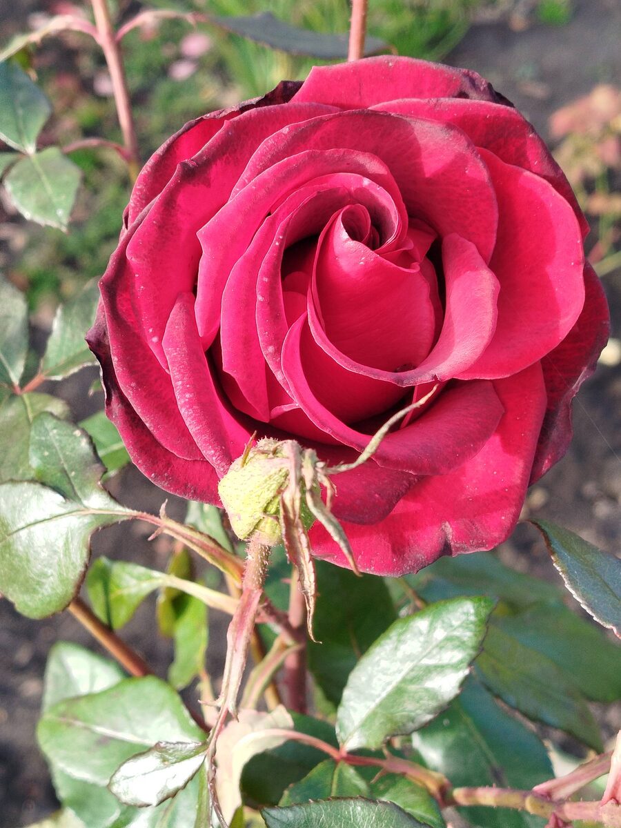 А это моя стойкая роза, одна веточка, с одним цветком, остальной розарий подвергся в конце сентября обрезке, пусть готовит корни в зиму, эту решила оставить, рука не поднялась. В бутоне стояла весь сентябрь. Постепенно начала распускаться, ее заливал дождь, обморозил лепестки ночной заморозок, а она стоит и распускается.