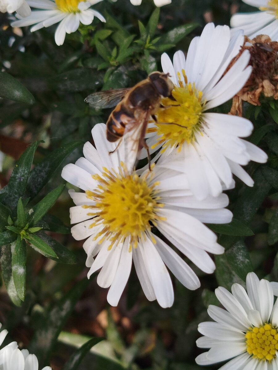 Пчеловидка на астрочке