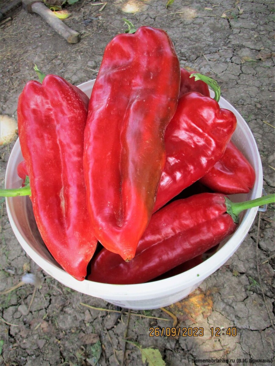 фото сайт semenabrizhan.ru