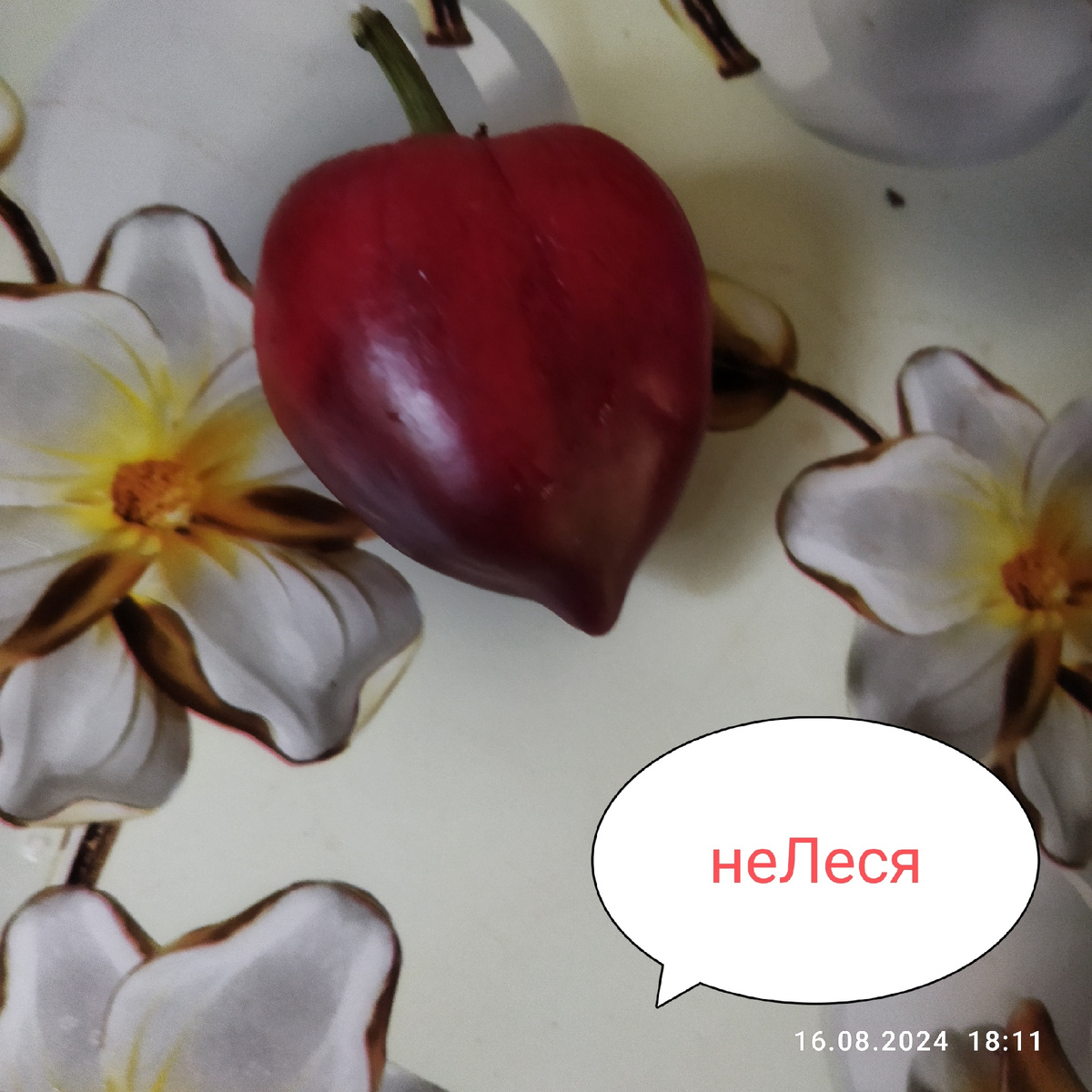 Фото 24 года, в этом году цвет у неЛеся был красный. Темного почти не было. 