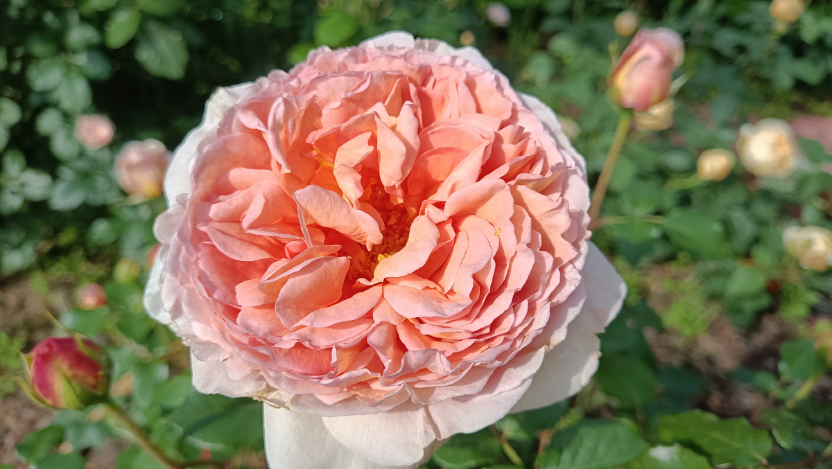 Абрахам Дерби