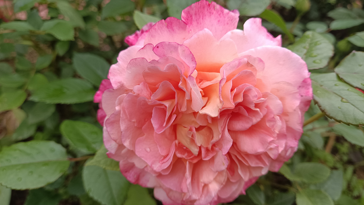 Августа Луиза