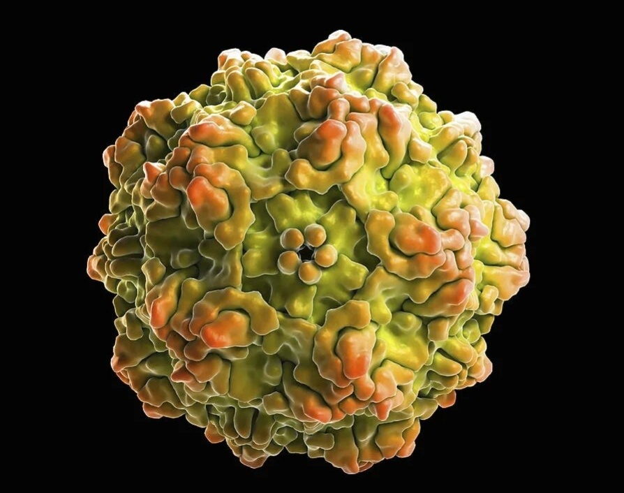 Рисунок вируса (Canine Parvovirus infection)