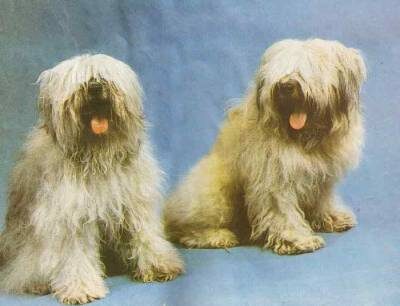 собаки московского разведения Тибет и его сын Малыш-Тибет 1983 года рождения