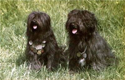 Советские тибетцы Клякса и ее сын Алтан-Тотоша