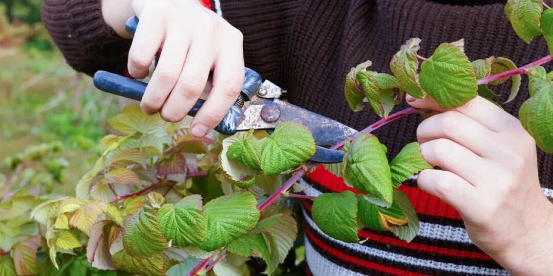 Ремонтантная малина без розовых очков: почему после обрезки она подмерзает и не успевает вызреть