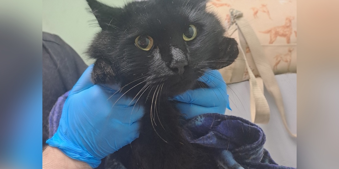 Встречайте новичков: спасены с улицы, приехали с передержки, отдали по домашним обстоятельствам