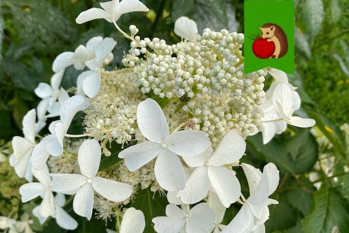 Гортензиям в октябре до заморозков – обязательно: для пышного и обильного цветения в следующем году