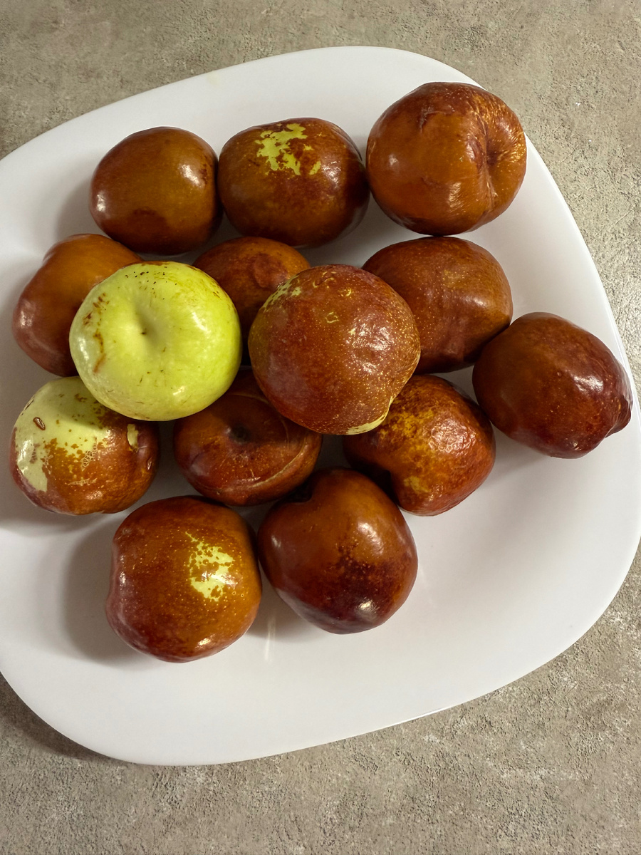 Фото из личного архива: плоды зизифуса