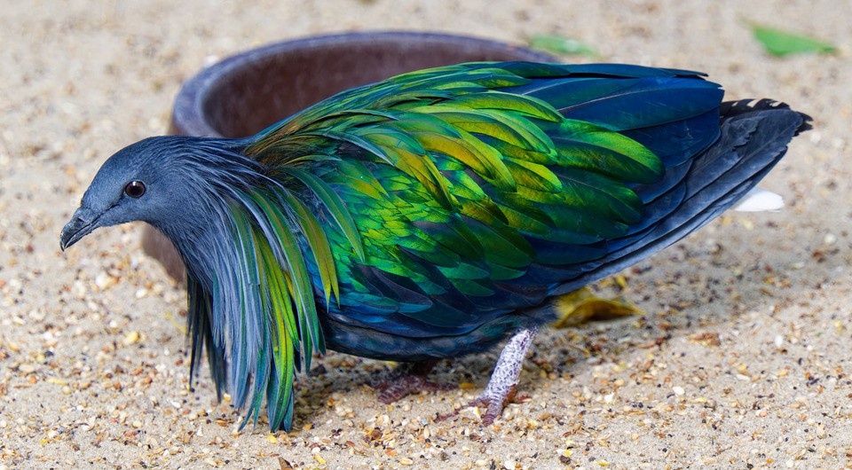 Фото 1. Гривистый голубь (Caloenas nicobarica) в парке птиц «Вальсроде», Германия