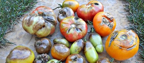 Испорченный фитофторой урожай