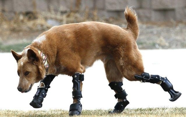 Современная ветеринария и новейшие технологии в ортопедии