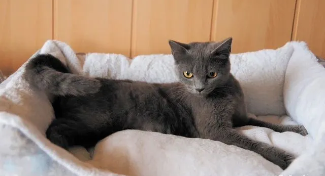 Какой породы Кот в сапогах? Шартрез, или картезианская кошка (Chartreux cat)