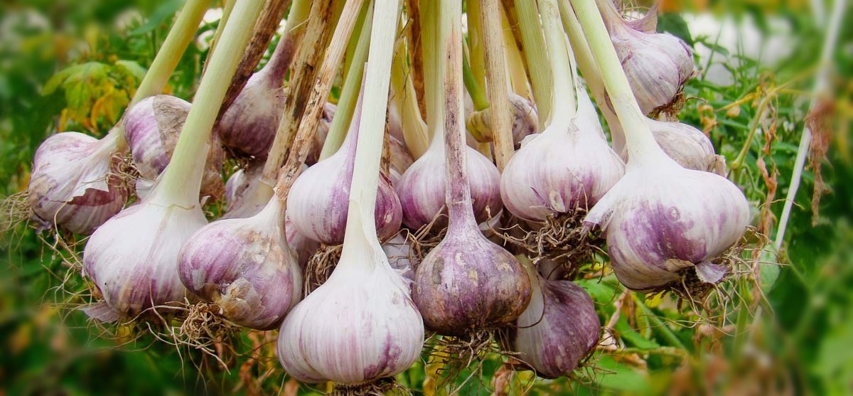 Хороший урожай чеснока