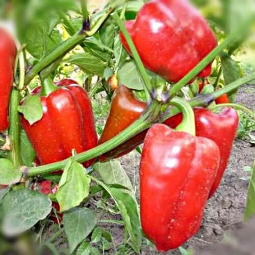 Перец атлант, проверенный временем