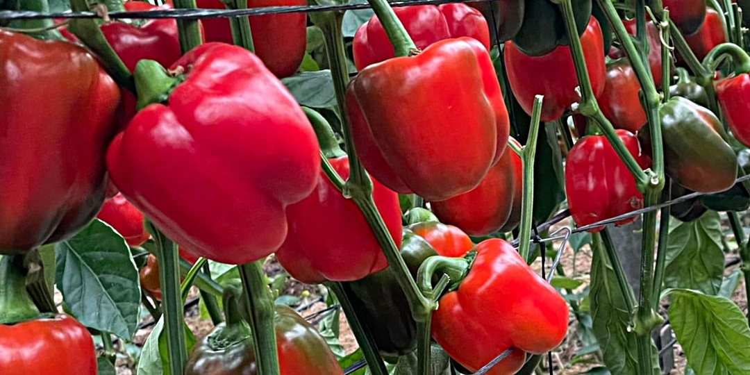 Какие перцы буду высаживать в 2026 году: 5 лучших сортов, неприхотливые и устойчивые к болезням