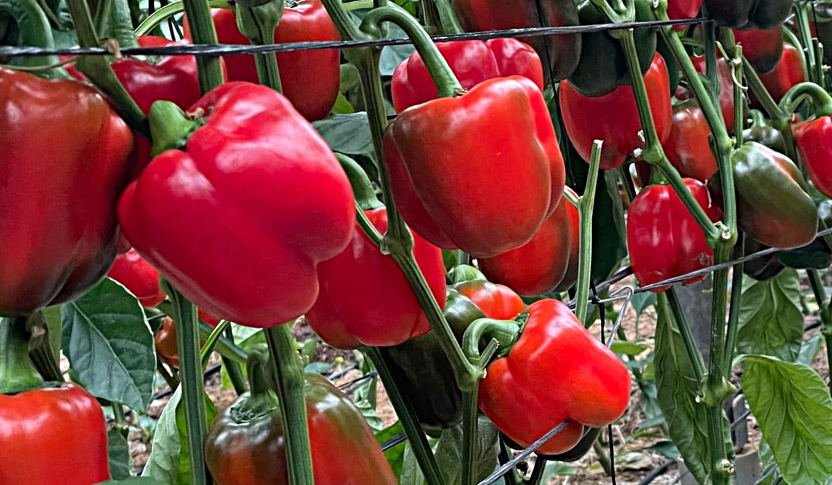 Богатый урожай перчиков