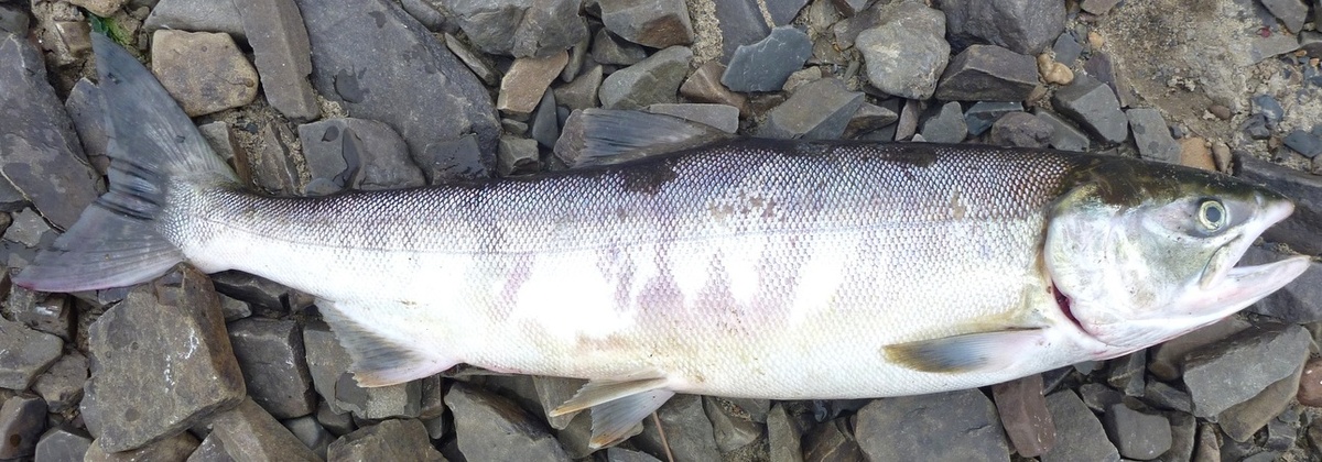     Осенняя кета. Фото: Александра Смирнова.