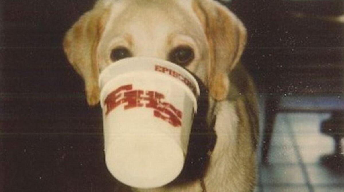 Фото реального Гонкера