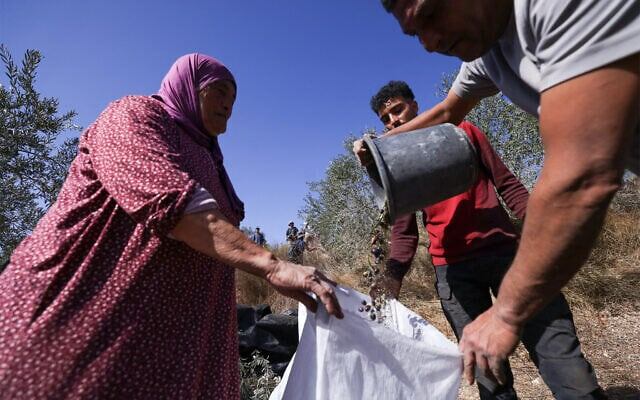 Палестинцы собирают оливки в деревне Турмус-Айя на Западном берегу реки Иордан, на окраине Рамаллы, 20 октября 2025 года. (Хазем Бадер / AFP).