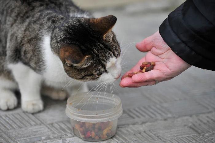 Не навреди добротой: Что на самом деле нужно осенью бездомным кошкам, собакам, белкам и птицам