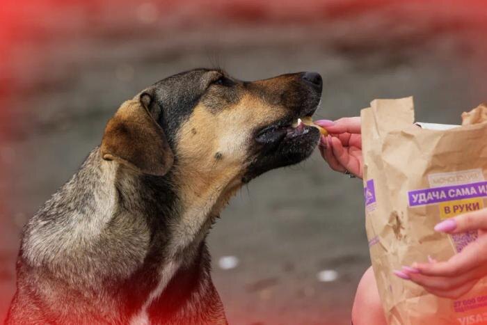 Как не ошибиться с выбором корма для собак и кошек. Фото © РИА Новости / Александр Патрин