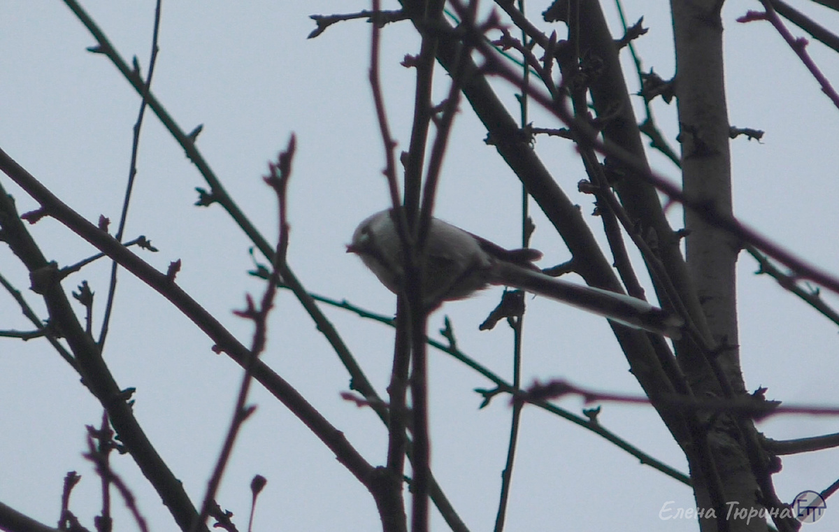 Фото: Елены Тюриной. Длиннохвостая синица на ветке. Октябрь. 2025 г.