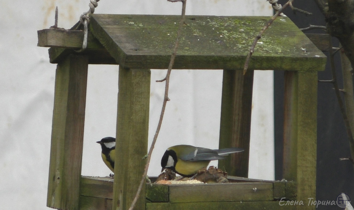 Фото: Елены Тюриной. Две синицы на кормушке. Октябрь. 2025 г.
