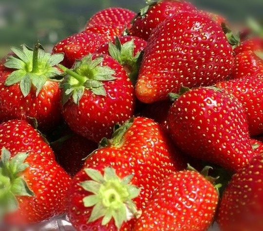 Коубника Альбион