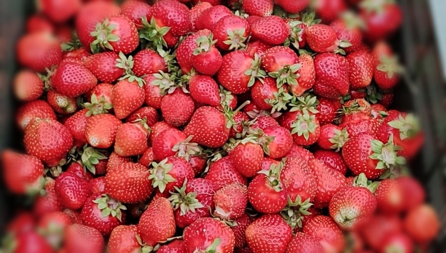 Клубника Азия