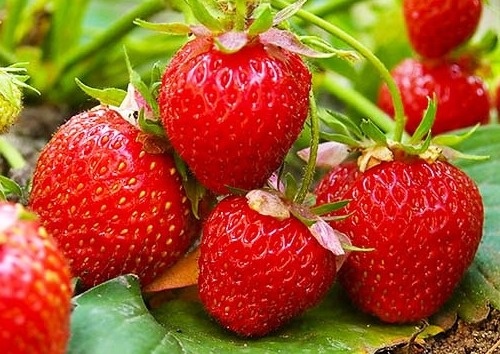 Какие сорта клубники я посадил в октябре: 6 вкуснейших сортов, богатый урожай