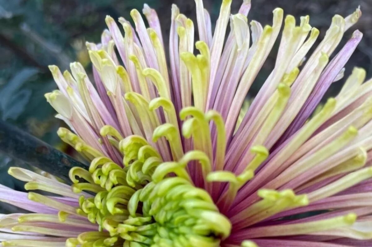    В Калининграде уничтожили иностранные хризантемы с белой ржавчиной