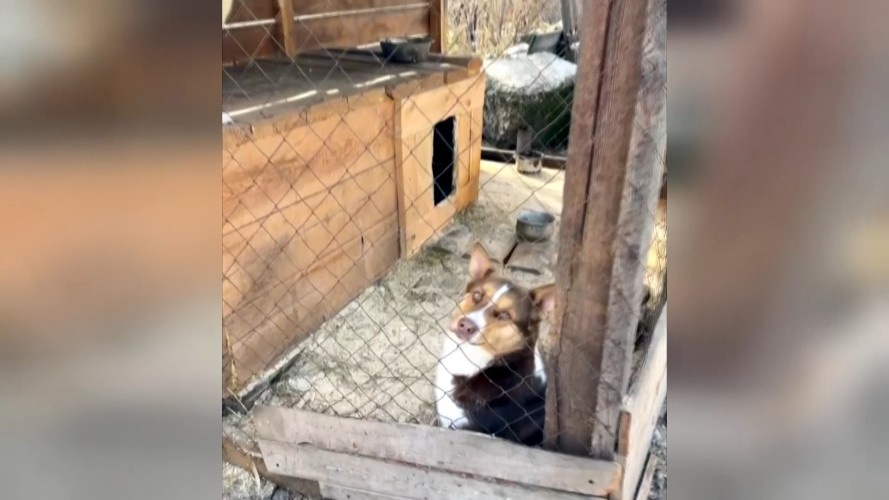 В Усть-Куте расселяют приют для собак, чтобы построить Дом молодёжи