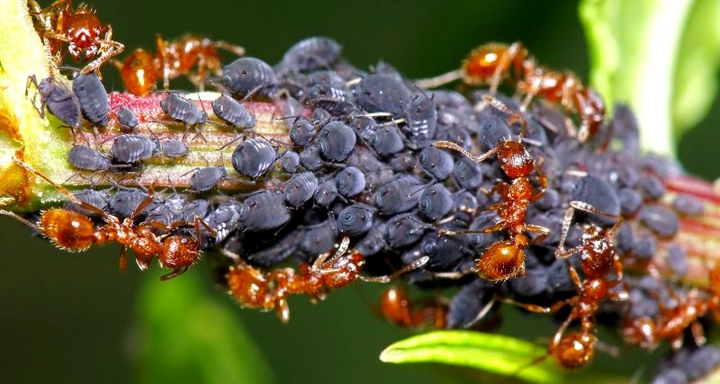 Тля, распространяемая муравьями