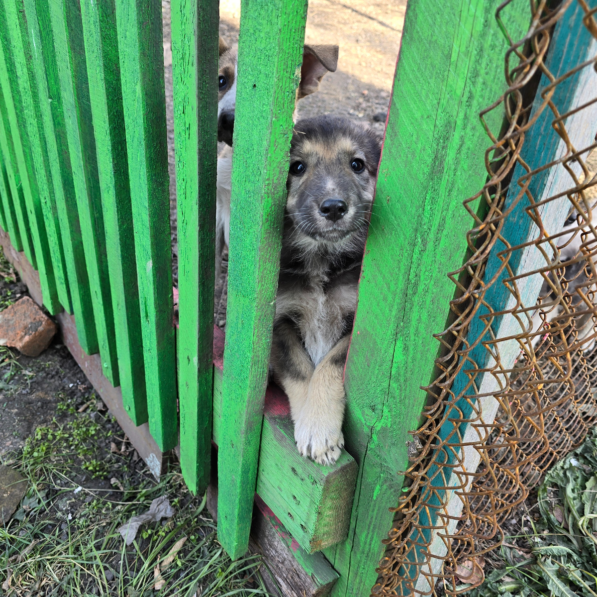 малыш играет в прятки за зеленым забором