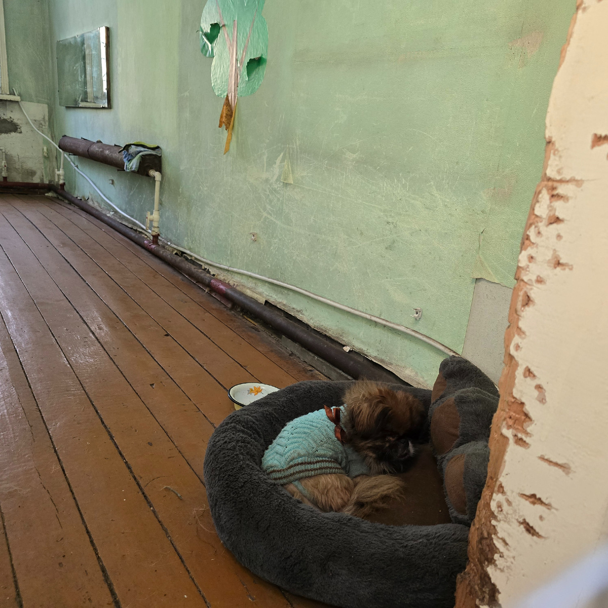 Ричи уютно спрятался в мягкой лежанке