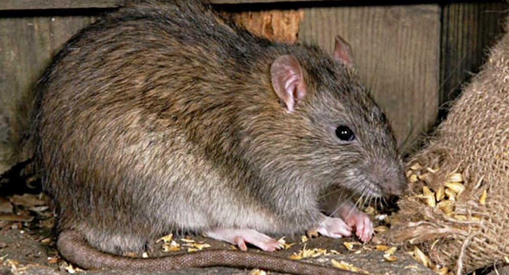 Избавляюсь от крыс и мышей: простой и безопасный способ для домашних животных