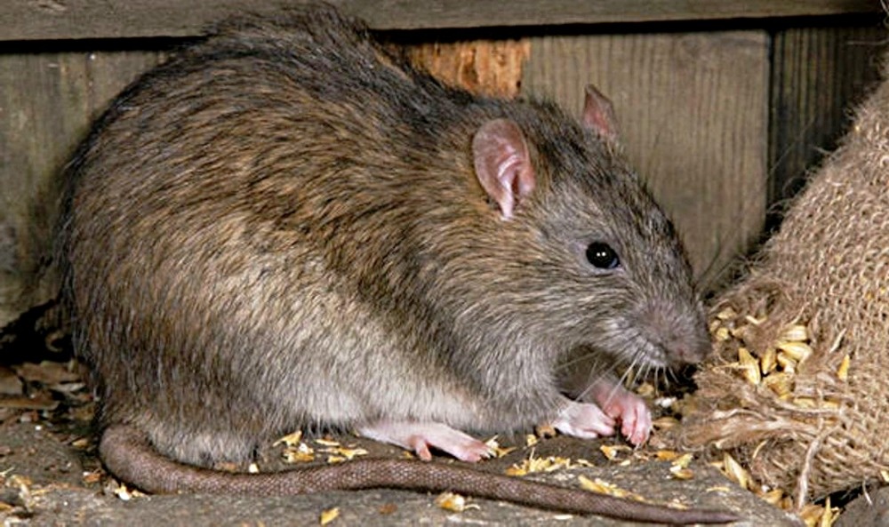 Типичный грызун в подвале