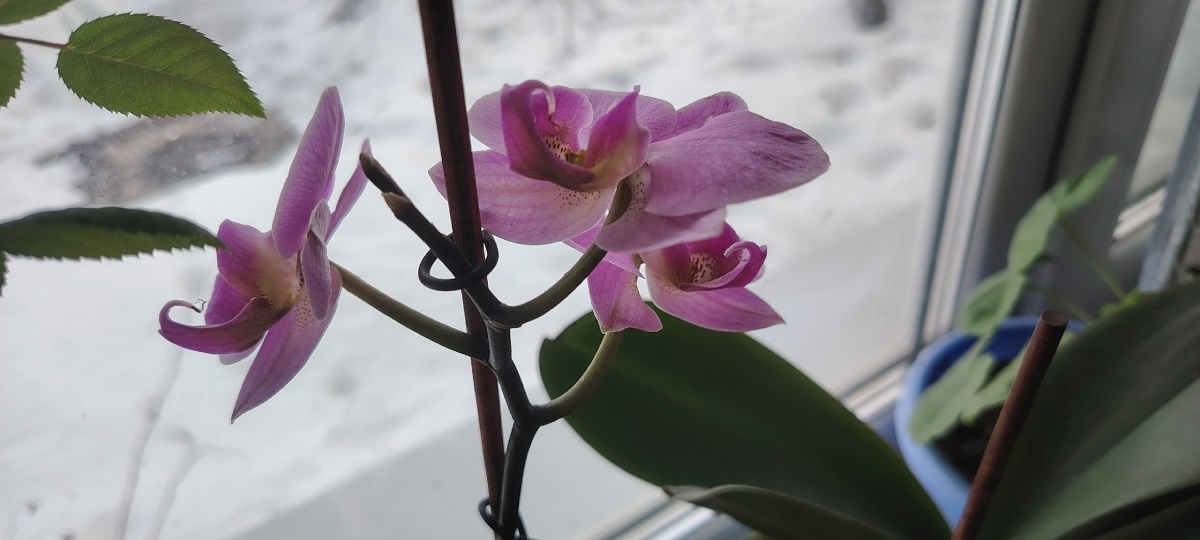    Цветы-вампиры: 10 ядовитых комнатных растений, которые нельзя держать в квартире