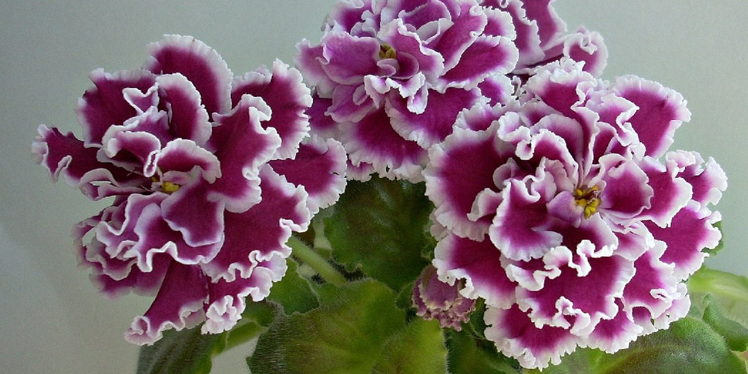 Почему у фиалки мягкие листья