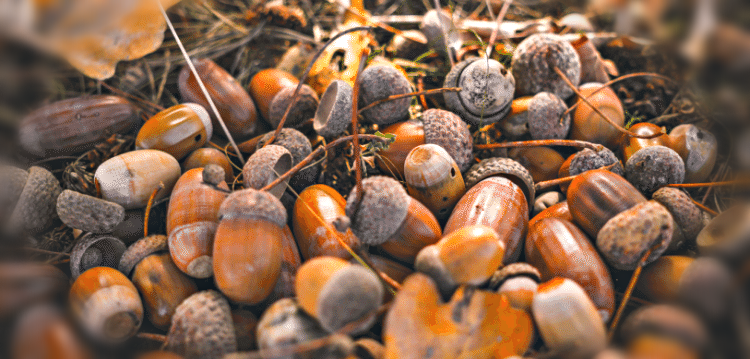 Желуди на земле