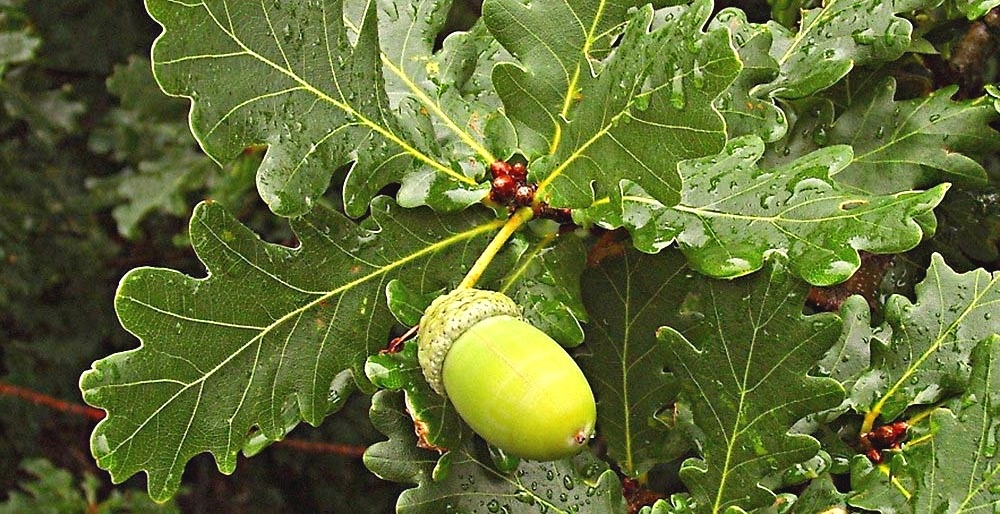 Дуб черешчатый